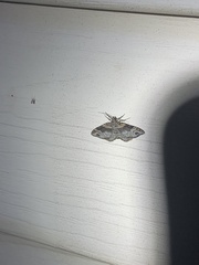 Xanthorhoe ferrugata