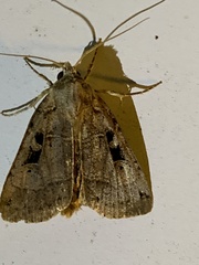 Xestia normanianus