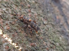 Ropalomeridae