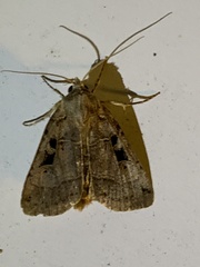 Xestia normanianus