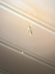 Enicospilus americanus-complex