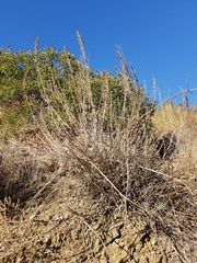 Salvia apiana