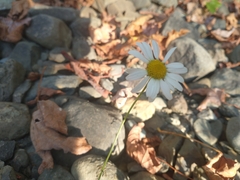 Leucanthemum vulgare