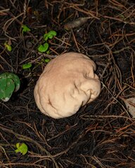 Calvatia rubroflava