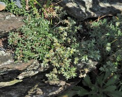 Paronychia argyrocoma