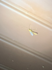 Enicospilus americanus-complex