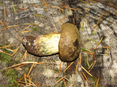 Caloboletus conifericola