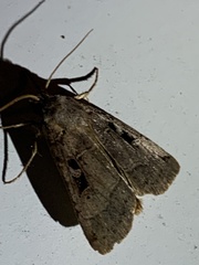 Xestia normanianus