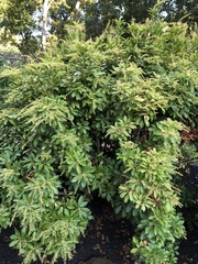 Pieris japonica