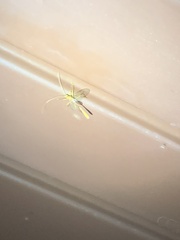 Enicospilus americanus-complex