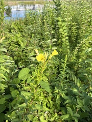 Oenothera