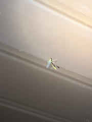 Enicospilus americanus-complex