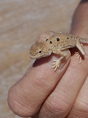 Ctenophorus maculosus