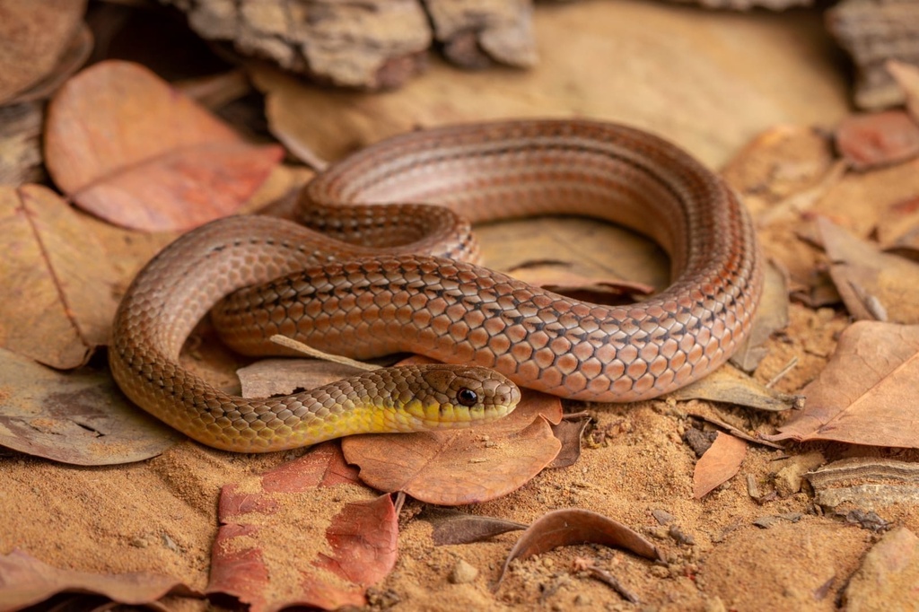 Burrowing Night Snake