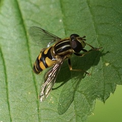 Helophilus fasciatus