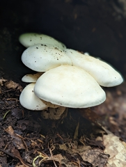 Hygrophorus eburneus