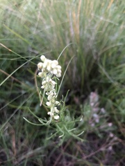 Artemisia ludoviciana