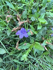 Ruellia nudiflora