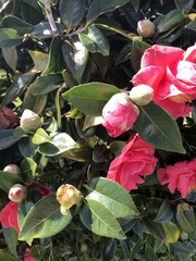Camellia