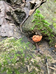 Cantharellus cinnabarinus