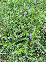 Ruellia nudiflora