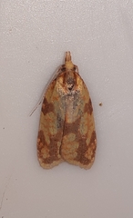 Sparganothis sulfureana