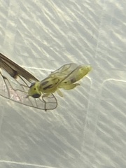 Meromyza