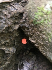 Cantharellus cinnabarinus