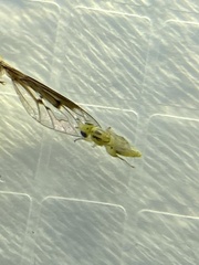 Meromyza