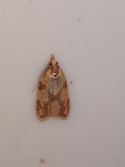 Sparganothis sulfureana