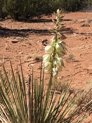 Yucca angustissima