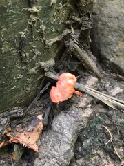 Cantharellus cinnabarinus