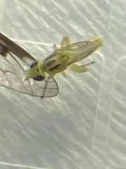Meromyza