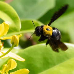 Xylocopa aestuans