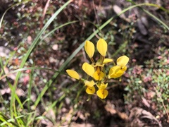 Diuris chrysantha