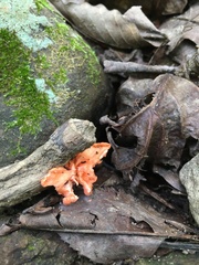 Cantharellus cinnabarinus