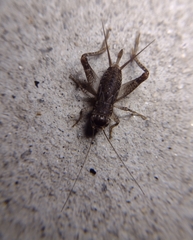 Velarifictorus micado