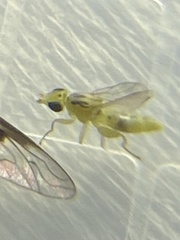 Meromyza