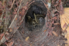 Aglaoctenus lagotis