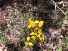 Diuris chrysantha