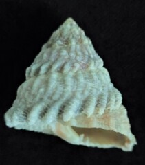 Lithopoma tectum