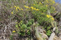 Senecio californicus