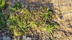 Eryngium paniculatum