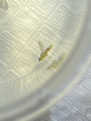 Meromyza