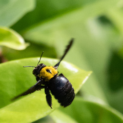 Xylocopa aestuans