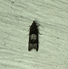 Eucosma parmatana