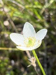 Parnassia glauca
