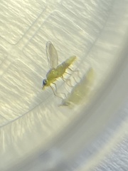 Meromyza