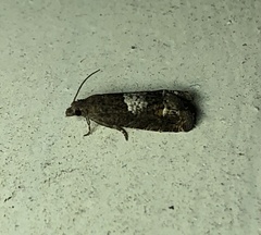 Eucosma parmatana