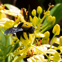 Xylocopa aestuans